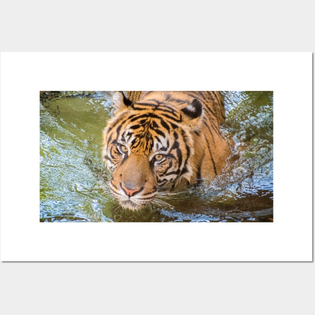 Tiger playing in some water Wall Art by Russell102